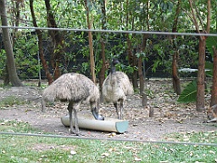 CairnsTC182 Cairns Tropical Zoo